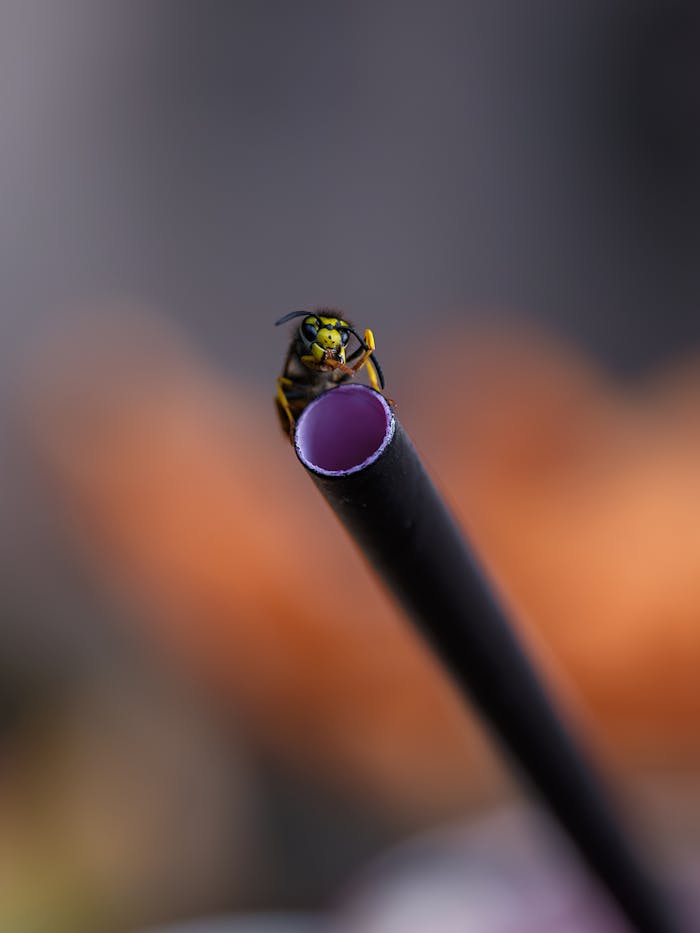 Macro shot of a wasp perched on a drinking straw, showcasing its delicate wings and anatomy.