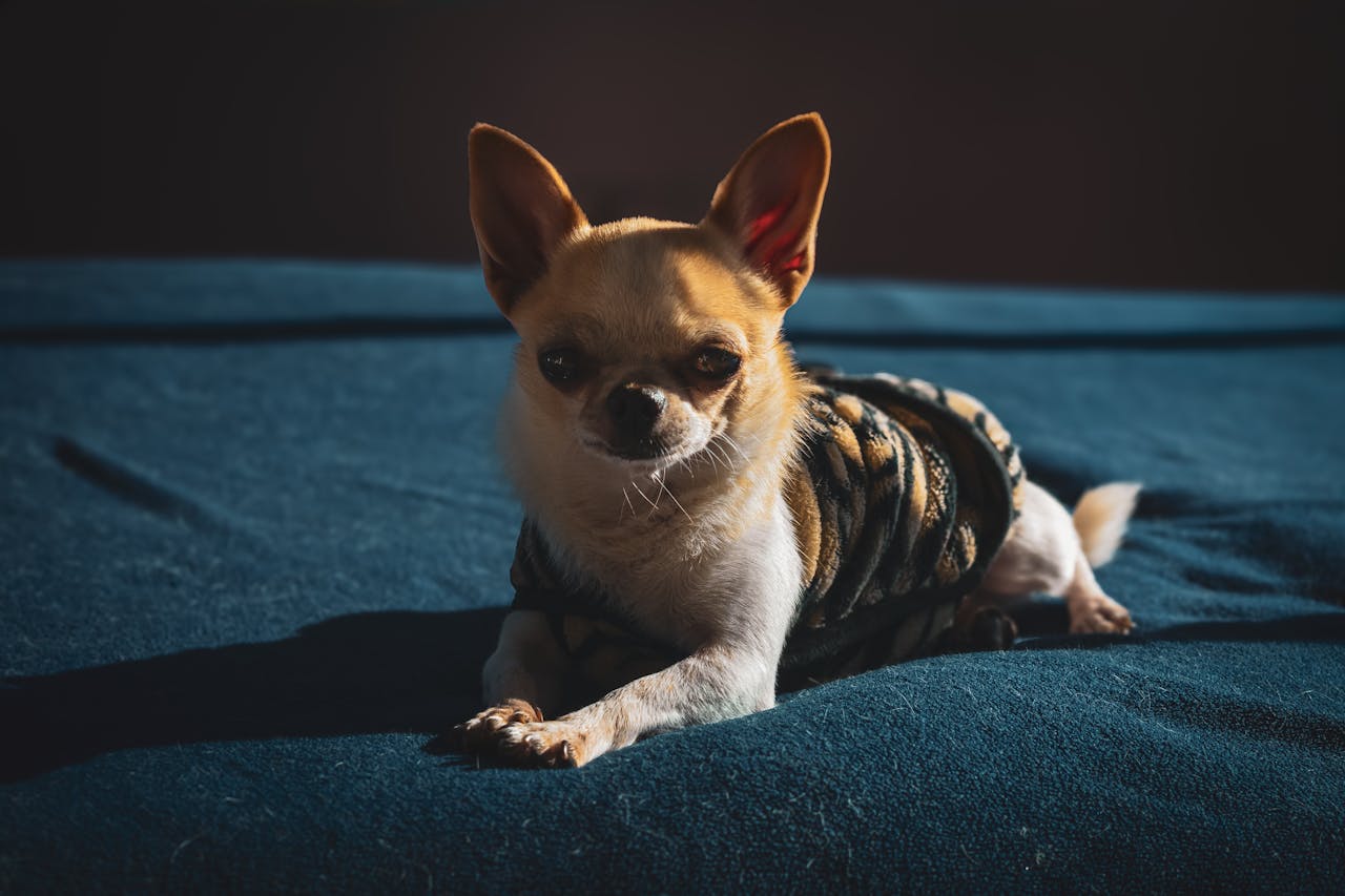 Charming Chihuahua in a cozy sweater relaxing on a bed illuminated by sunlight indoors.